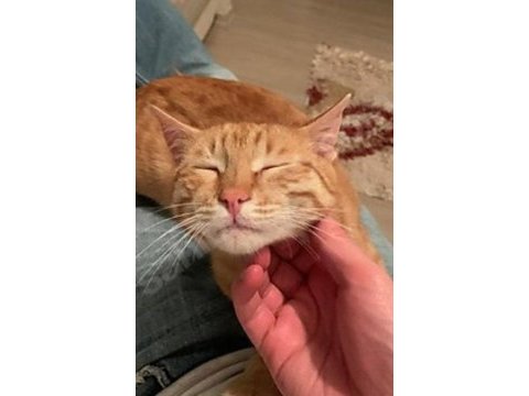 Evlat edinilecek bir veya iki kedimiz