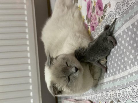 Irk garantili scottish fold ve british yavrularımız