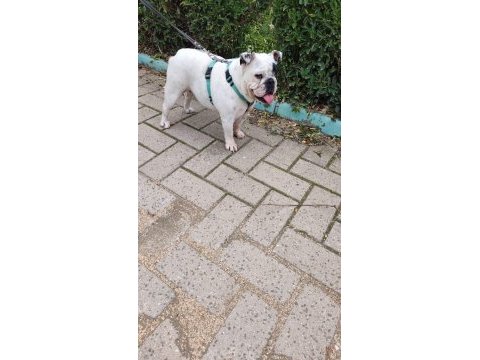 Egzotik ingiliz bulldog dişi