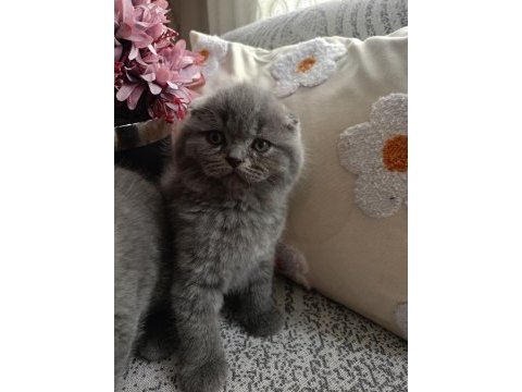 Gri british shorthair ve scottish fold kediler