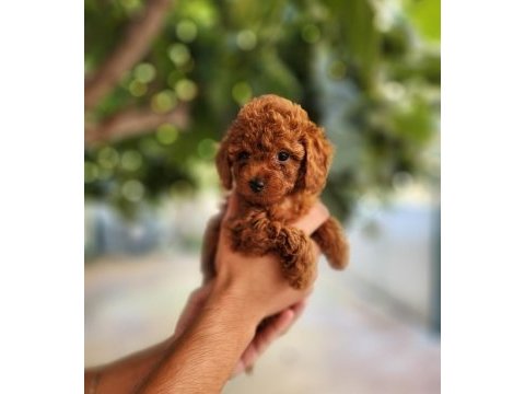 Toy poodle için doğru adres mi arıyorsunuz?