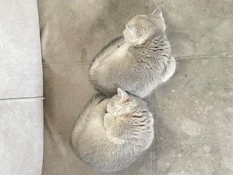2 aylık british shorthair gold