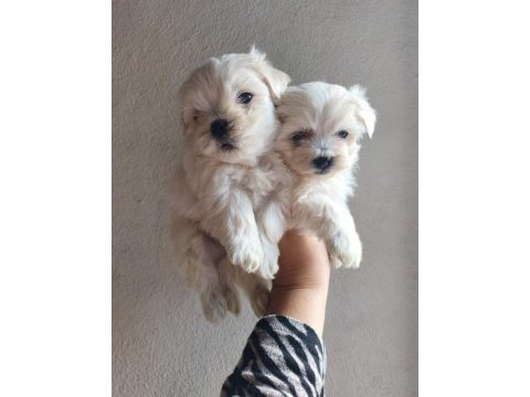 Kore maltese
