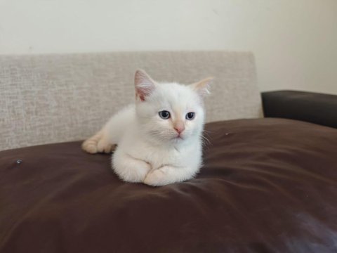 Yavru erkek british shorthair