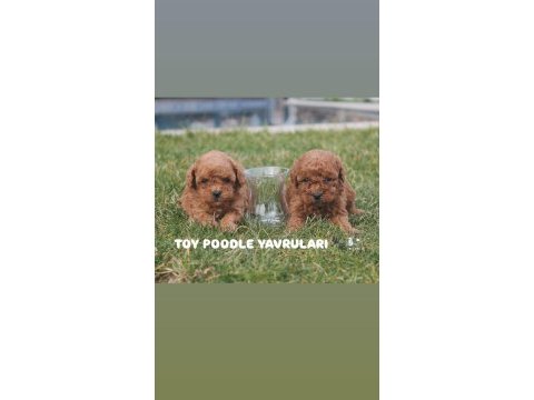 Üst kalite toy poodle yavruları