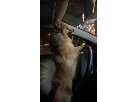 1.5 yaşında pomeranian