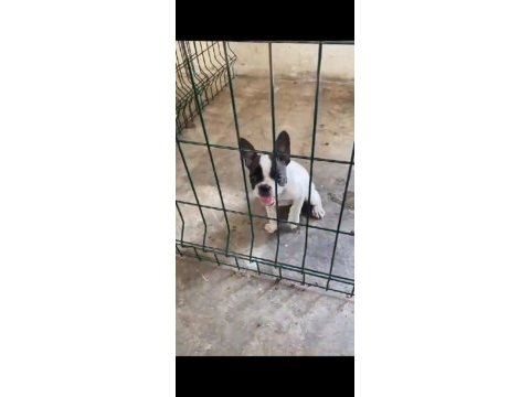 Güzeller güzeli french bulldog kızımıza yuva aramaktayız