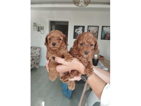 Birbirinden güzel toy poodle bebeklerimiz