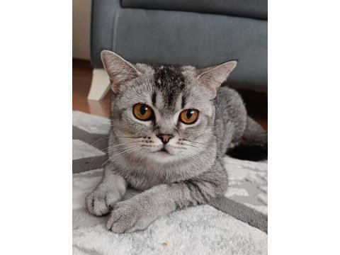 British shorthair ingiliz 14 aylık
