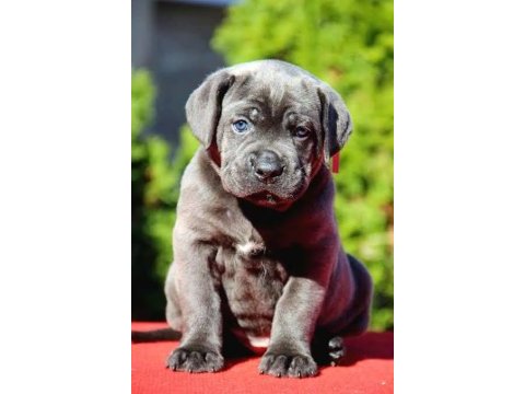 Irkının en iyisi cane corso yavrular kapıda ödeme mevcut