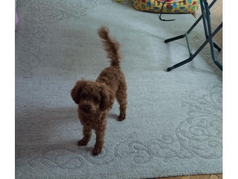 Acil toy poodle