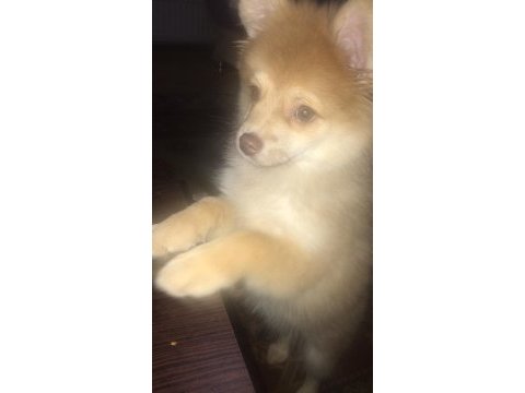 3 aylık pomeranian erkek