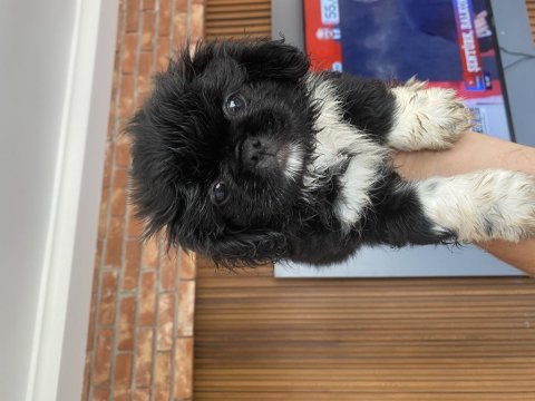 60 günlük pekinez köpekler
