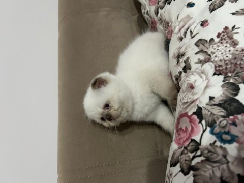 Beyaz scottish fold