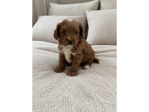 Küçük poodle yakışıklılar