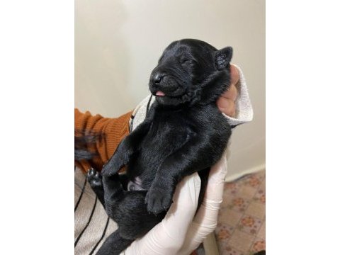 A malinois kalite beslemek isteyenler buyursun