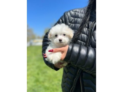 Minik akıllı maltipoo erkeğim