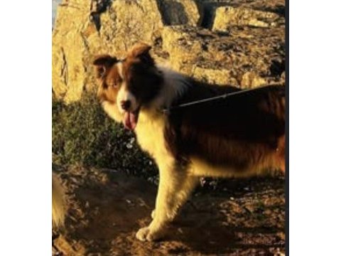 11 aylık border collie