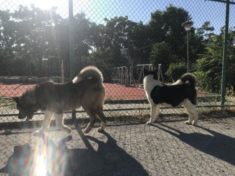 Show kalite anne babanın yavruları akita inu