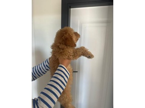 Toy poodle