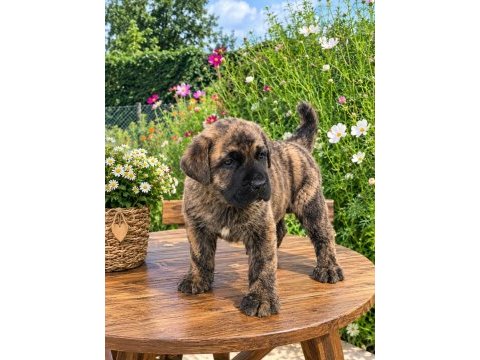 Özel brindle renk erkek yavru cane corso