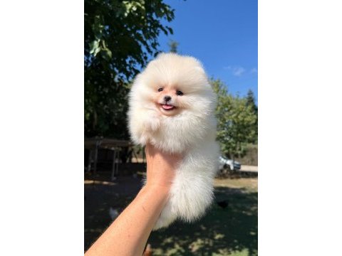 Sağlık ve ırk garantili pomeranian