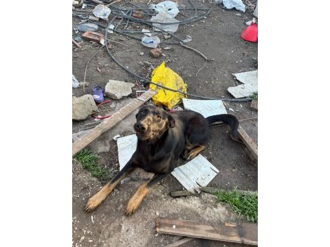 1.5 yaşında safkan malinois siyah köpeğimiz