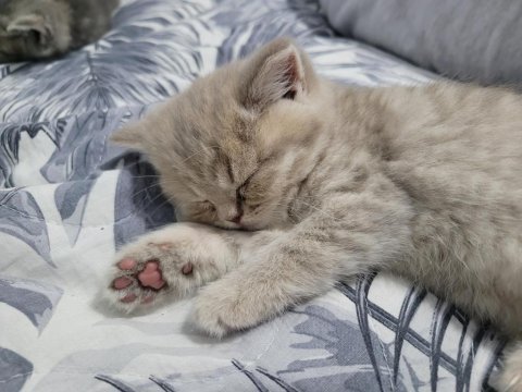 British longhair kedisi