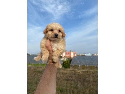 2 aylık maltipoo
