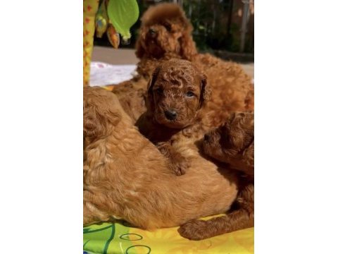 Özenle büyütülmüş toy poodle yavruları