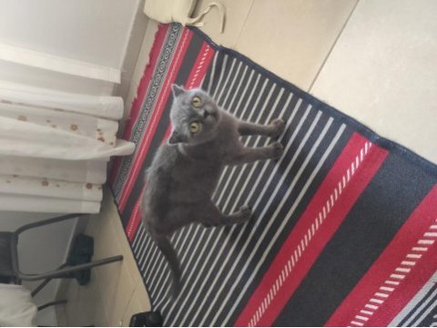 Eğitimli british shorthair yavrumuz
