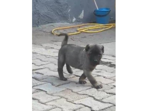 Eskişehirin meşhur kangalının yavruları tek