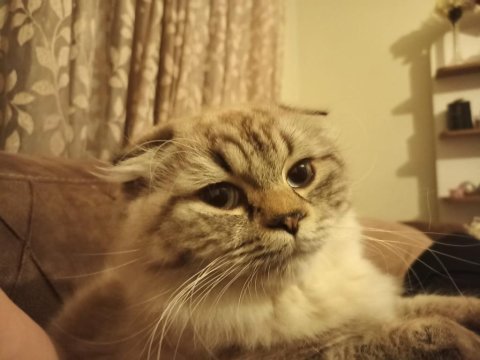 1,5 yasında scottish fold kedimiz