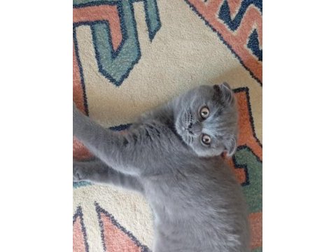 Scottish fold yavru