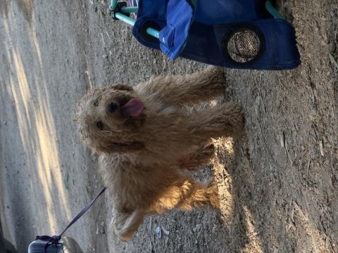 Sevimli dişi toy poodle