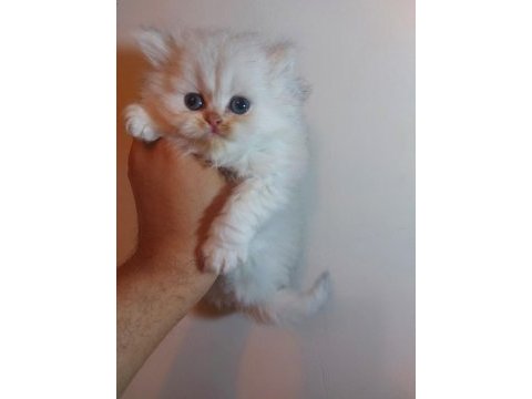 Güzelleri güzeli saf bebek british longhair