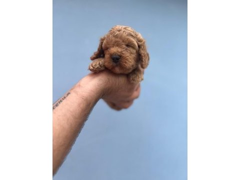 Maltipoo yavrularımızı canlı görerek alabilirsiniz