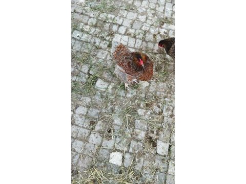 Red blue wyonted kuluçkalık yumurta