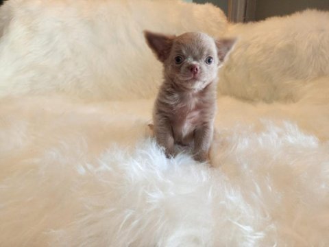 Türkiye de tek ukrayna kan teacup erkek şivava