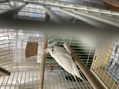 Albino sultan papağanı erkek yavru vasıflı