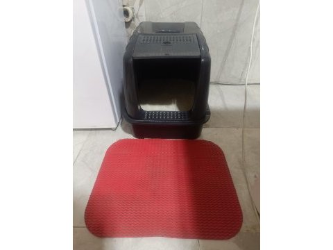 British shorthair 6 aylık