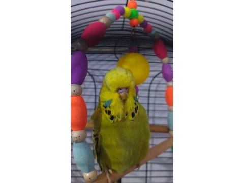 Show jumbo üst kalite mükemmel muhabbet kuşu yavruları