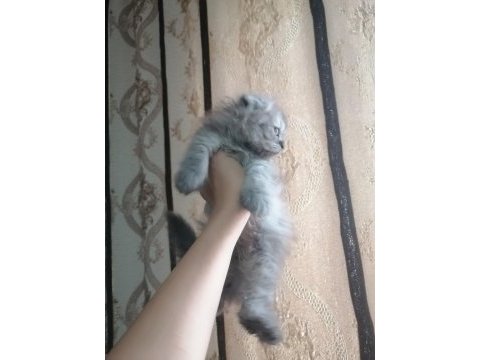 Kediler çok çok uyguna gidiyorlar