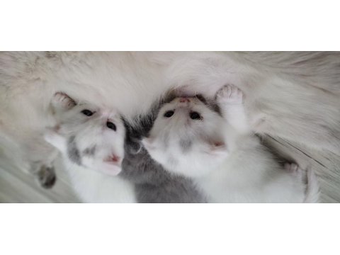 British shorthair 1 aylık