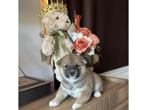 Shiba ınu yavrular ailesini bekliyor