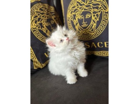 Özel top kafa blue point british longhair anne baba şecereli