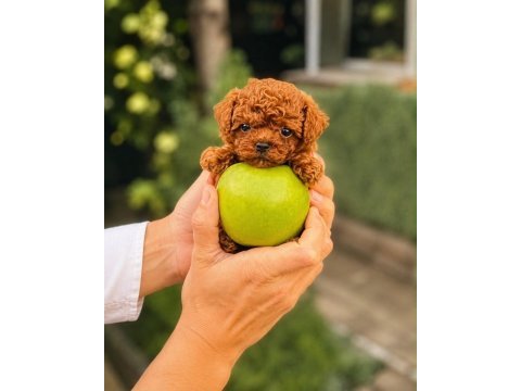 Yetiştiricilik çiftliğinden kore poodle bebeklerimiz