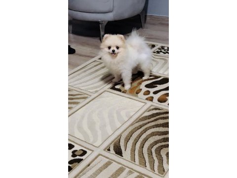 Pomeranian boo ayı yüz