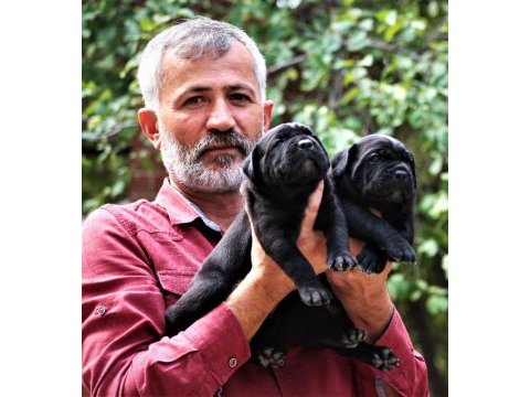 Fcı-kıf şecereli safkan cane corso yavrular