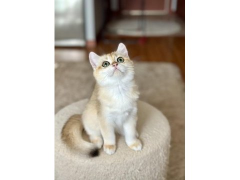 Safkan british shorthair golden erkek yavru
